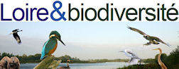 En-tête du blog Loire & biodiversite